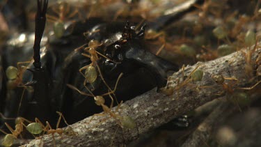 Insect carcass teeming with Weaver Ants