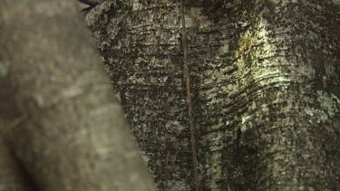 Insect carcass teeming with Weaver Ants