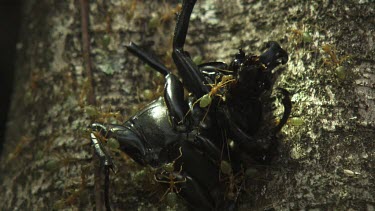 Insect carcass teeming with Weaver Ants