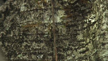 Insect carcass teeming with Weaver Ants