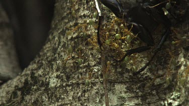 Insect carcass teeming with Weaver Ants