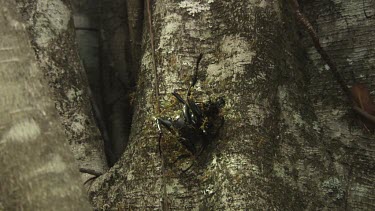 Insect carcass teeming with Weaver Ants