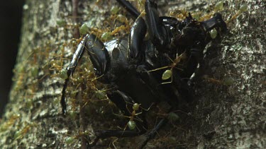 Insect carcass teeming with Weaver Ants