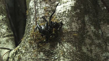 Insect carcass teeming with Weaver Ants