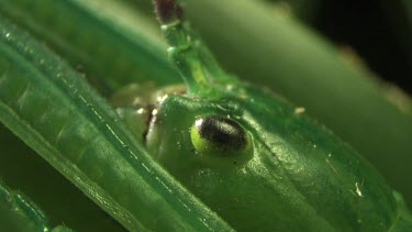 Extreme close up of a Peppermint Stick Insect on a leaf