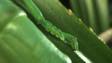 Extreme close up of a Peppermint Stick Insect on a leaf