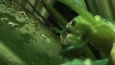 Close up of a Peppermint Stick Insect eating a leaf