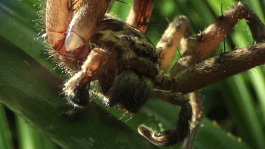 Close up of a brown Jungle Huntsman Spider on a leaf