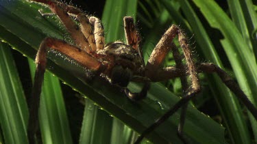 Close up of a brown Jungle Huntsman Spider on a leaf