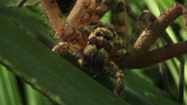 Close up of a brown Jungle Huntsman Spider on a leaf