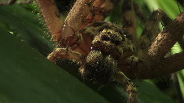 Close up of a brown Jungle Huntsman Spider on a leaf