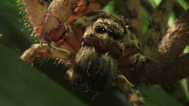 Close up of a brown Jungle Huntsman Spider on a leaf