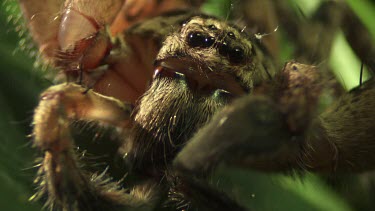 Close up of a brown Jungle Huntsman Spider on a leaf