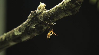 Trap-Jaw Ant fighting off two Weaver Ants on a branch