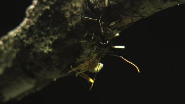 Trap-Jaw Ant fighting off two Weaver Ants on a branch