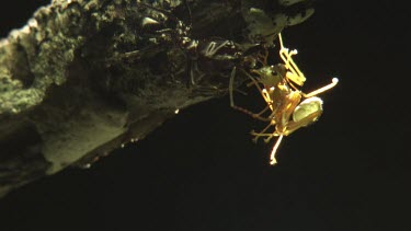 Trap-Jaw Ant fighting off two Weaver Ants on a branch