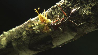 Trap-Jaw Ant fighting off two Weaver Ants on a branch