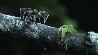 Green Jumping Spider and Portia Spider on a branch