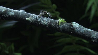 Green Jumping Spider and Portia Spider on a branch