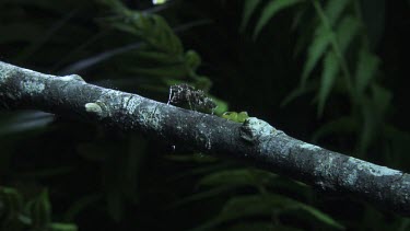 Green Jumping Spider and Portia Spider on a branch