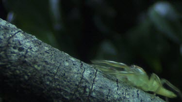 Green Jumping Spider jumping off a branch