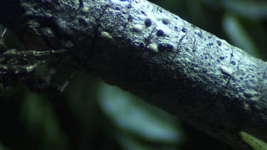 Green Jumping Spider jumping away from a Portia Spider on a branch