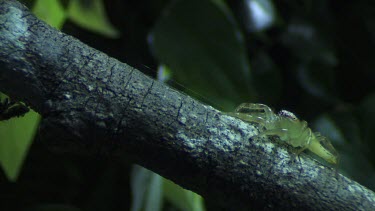 Green Jumping Spider stalking a Portia Spider on a branch