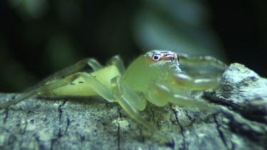 Close up of a Green Jumping Spider on a branch