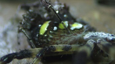 Portia Spider eating a St Andrew's Cross Spider on a rock