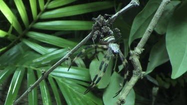 Portia Spider eating a St Andrew's Cross Spider on a branch