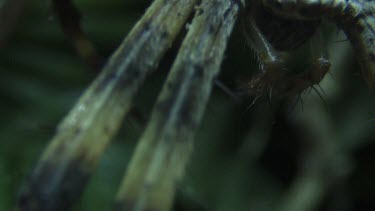 Close up of Portia Spider eating a St Andrew's Cross Spider on a branch