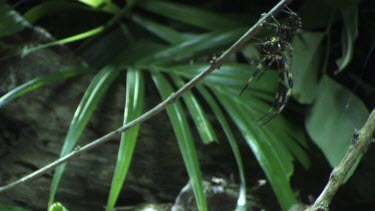 Portia Spider carrying a St Andrew's Cross Spider down a branch