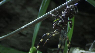 Portia Spider eating a St Andrew's Cross Spider on a branch