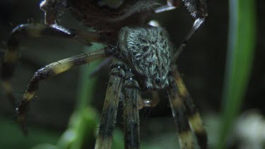 Close up of a Portia Spider eating a St Andrew's Cross Spider on a branch