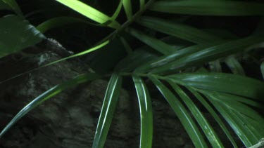 Close up of a Portia Spider eating a St Andrew's Cross Spider on a branch