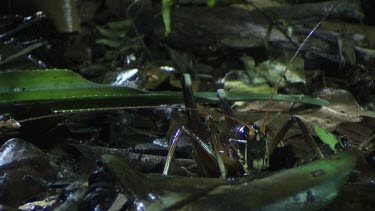 Close up of a King Cricket on the rainforest floor