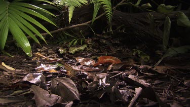 Centipede crawling across a lush rainforest floor