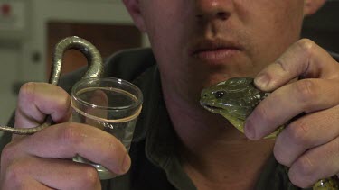 Close up of a handler holding a snake to collect venom