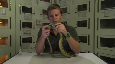 Handler holding a snake as it bites into a jar to release venom