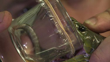 Close up of a handler holding a snake as it bites into a jar to release venom