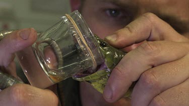 Close up of a handler holding a snake as it bites into a jar to release venom