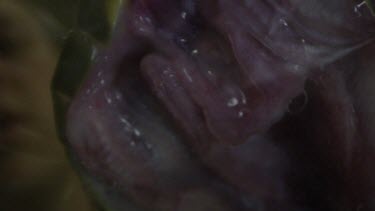 Close up of a handler holding a snake as it bites into a jar to release venom