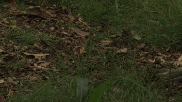 Feet and legs of a Cassowary walking through grass