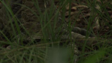 Feet and legs of a Cassowary walking through grass