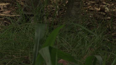 Feet and legs of a Cassowary walking through grass