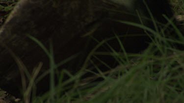 Feet and legs of a Cassowary walking through grass