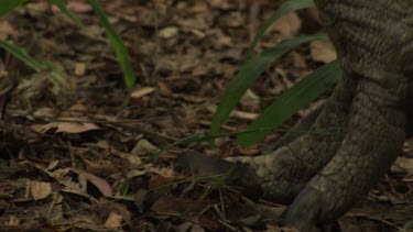 Feet and legs of a Cassowary walking through grass