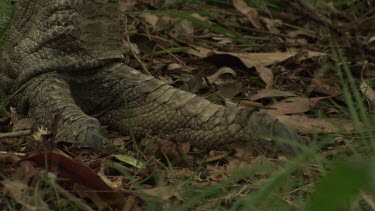 Feet and legs of a Cassowary walking through grass