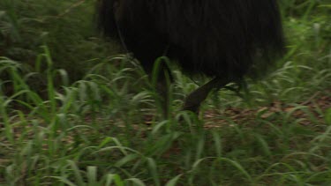 Feet and legs of a Cassowary walking through grass