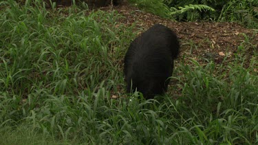 Cassowary searching and feeding in the grass